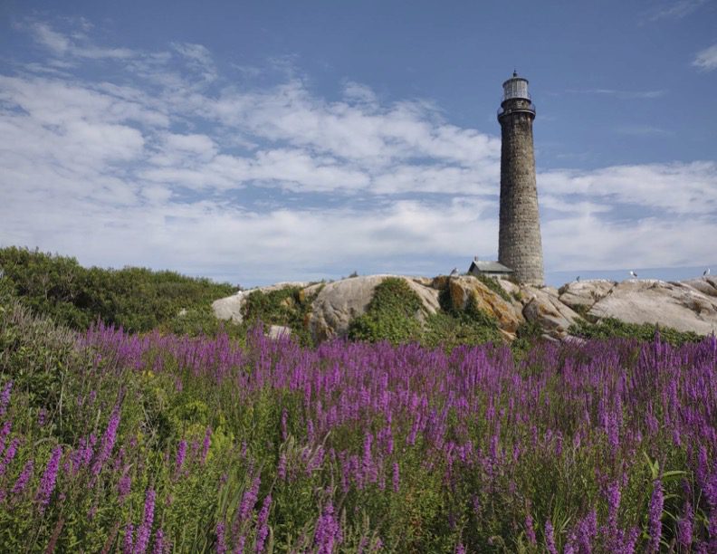 A lighthouse with purple flowers in the foreground.