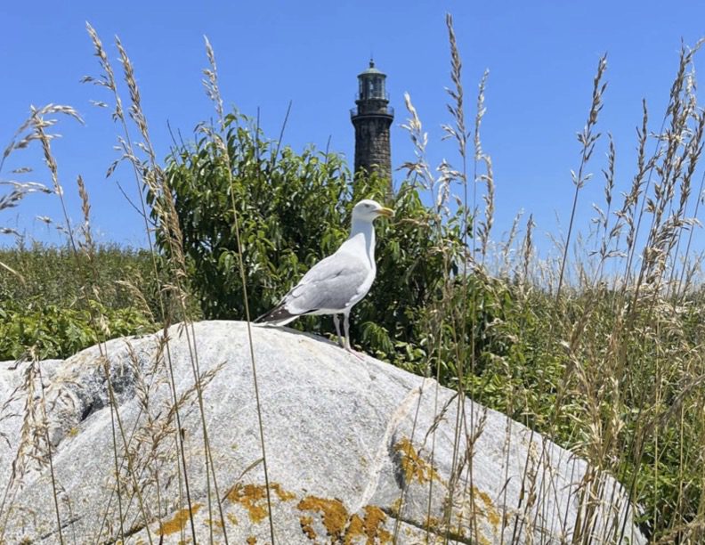 A bird standing on top of a rock near tall grass.