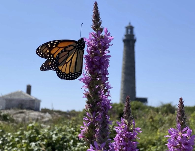 A butterfly is flying over the flowers near a lighthouse.